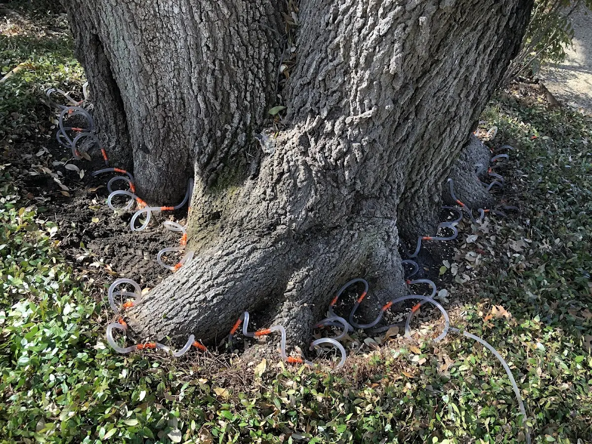 Detailed Tree Cabling and Bracing job site in Norwood