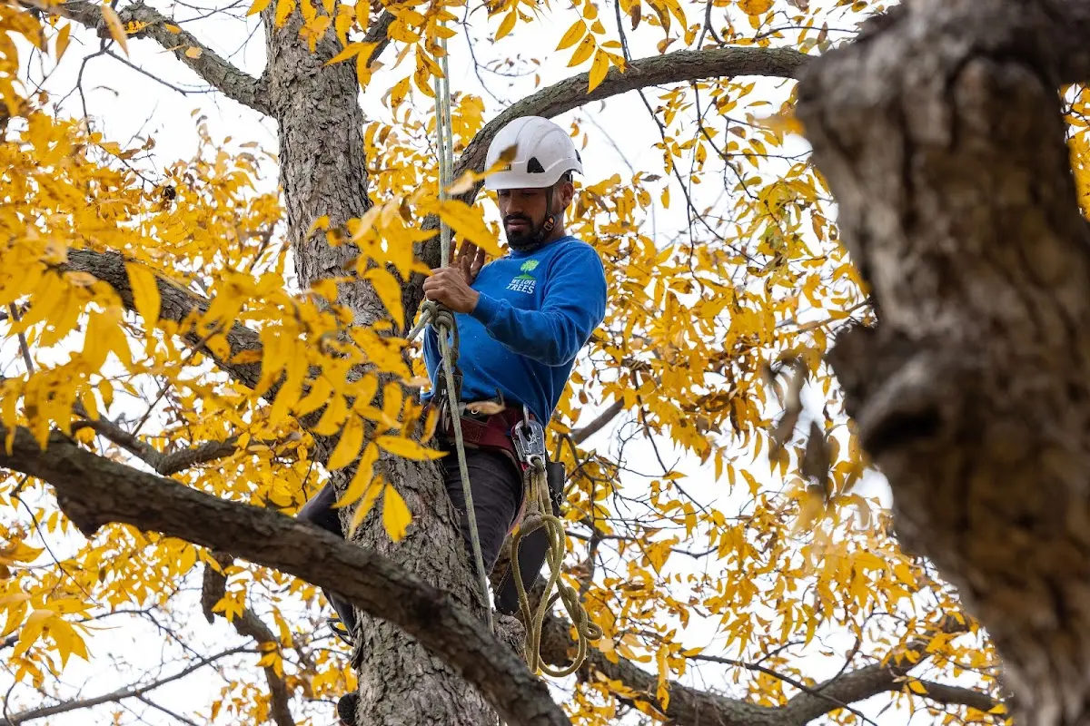 Skilled Tree Trimming crew working in Norwood